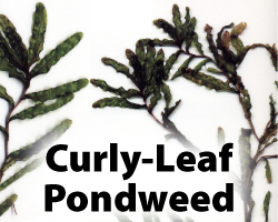 Curly Leaf Pondweed