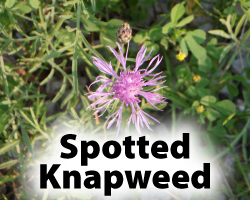 SpottedKnapweed.png