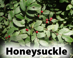 Honeysuckle.png