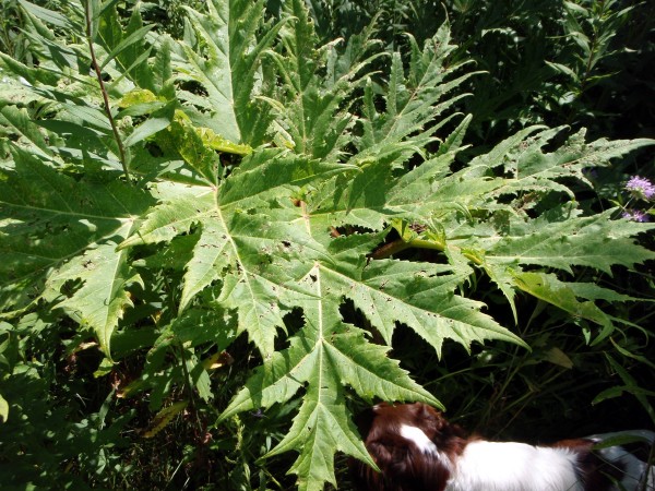 Giant hogweed leaves have jagged edges