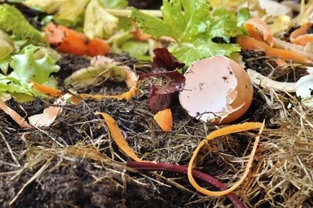 Organic foods scraps in compost