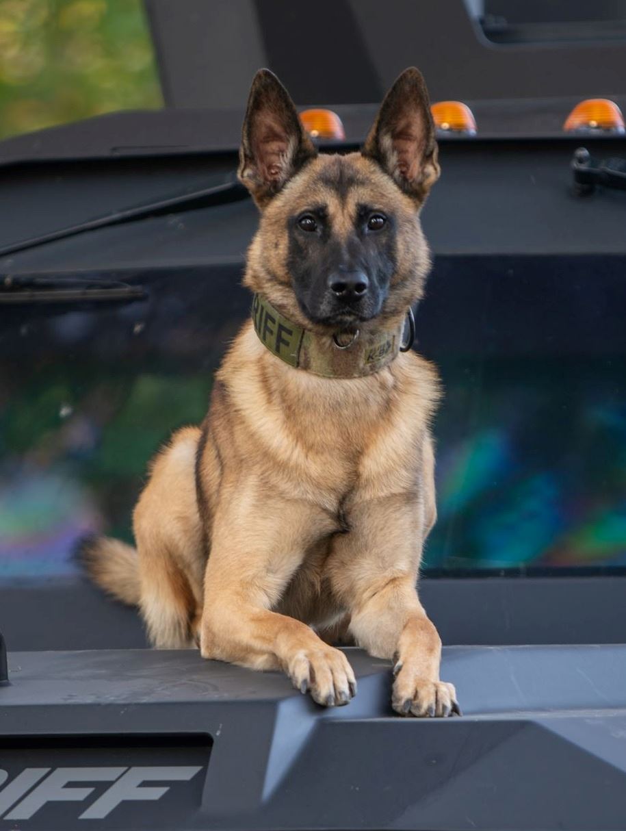 Sheriff's Office K9 Dog Rex sitting on a squad vehicle