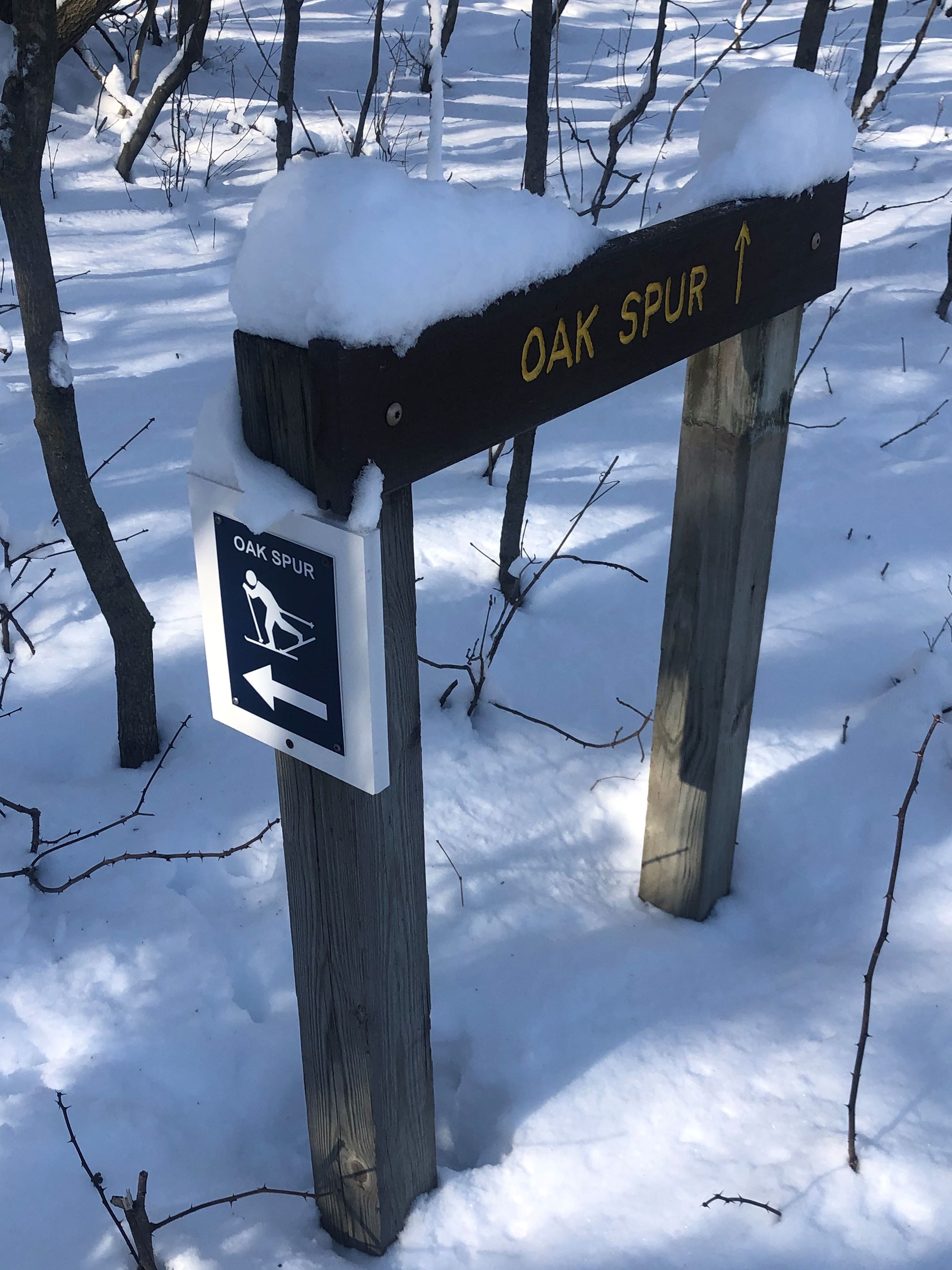 A brown trail sign that says 'Oak Spur' with a blue and white cross country ski sign on the si